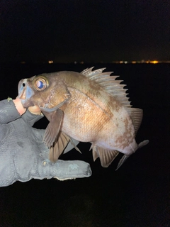 シロメバルの釣果