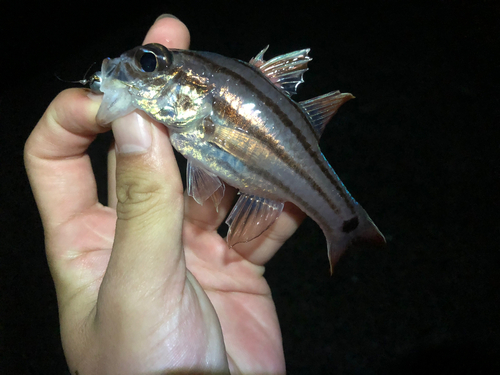 オオスジイシモチの釣果