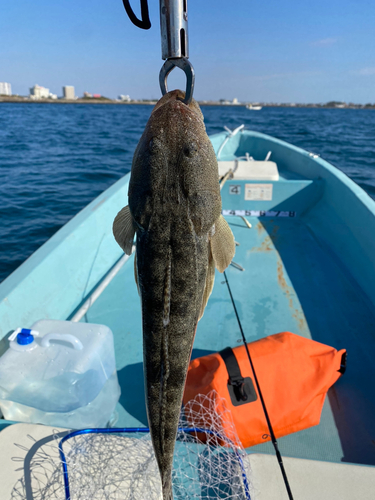 マゴチの釣果