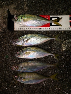 アジの釣果