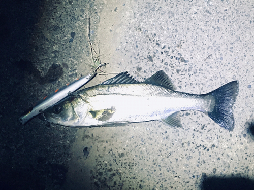 セイゴ（マルスズキ）の釣果