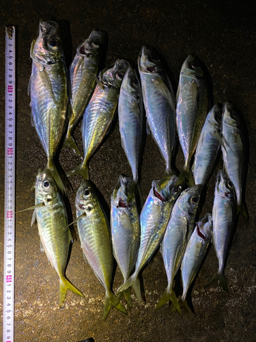 アジの釣果