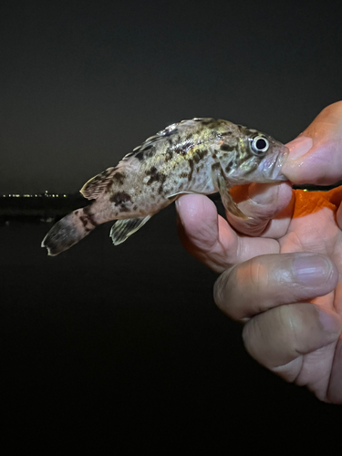 タケノコメバルの釣果