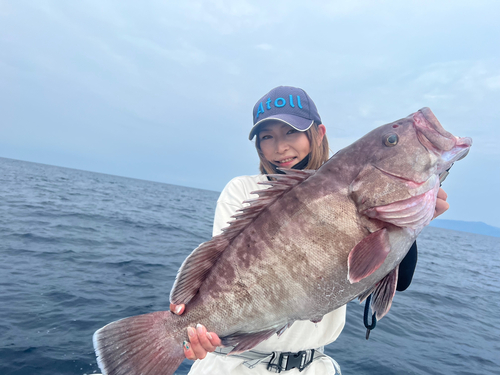 マハタの釣果