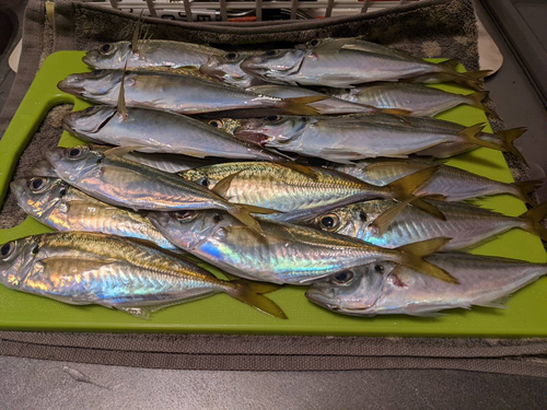 シマアジの釣果