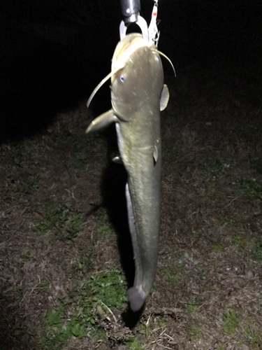 マナマズの釣果