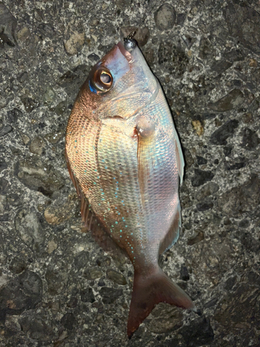 タイの釣果