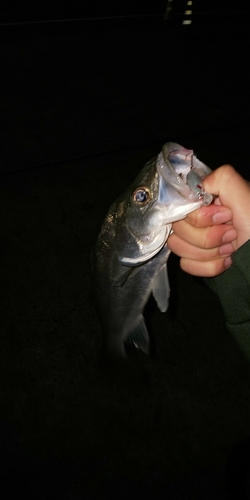 セイゴ（ヒラスズキ）の釣果