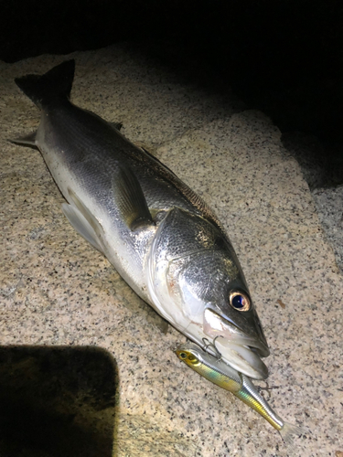 マルスズキの釣果