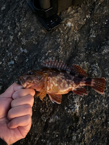 カサゴの釣果