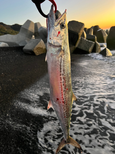 サゴシの釣果