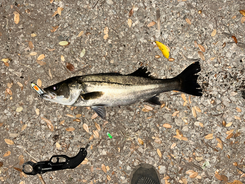 シーバスの釣果