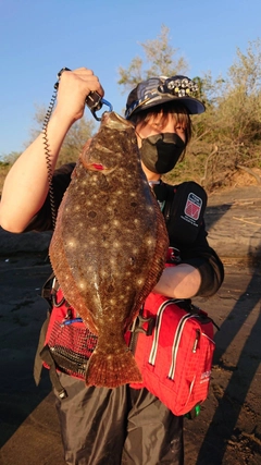 ヒラメの釣果