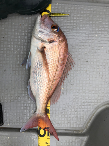 マダイの釣果