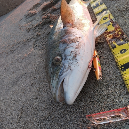 ワラサの釣果