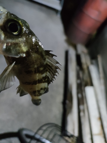 タケノコメバルの釣果