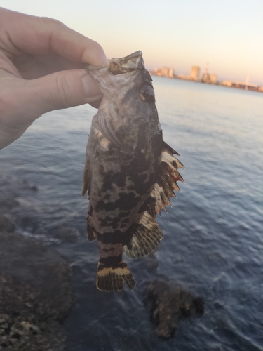 タケノコメバルの釣果