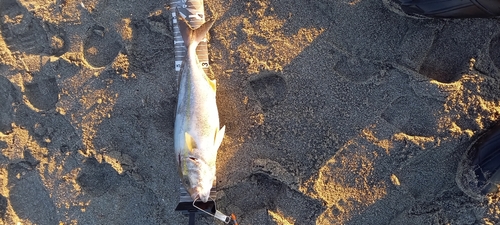 ショゴの釣果