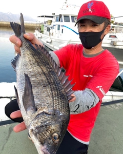 クロダイの釣果