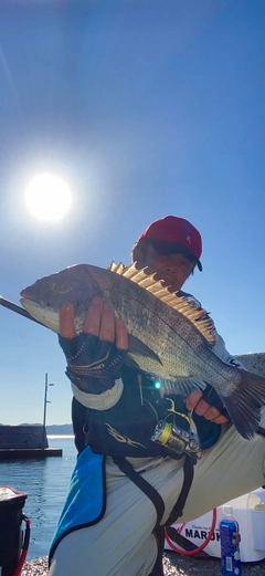 クロダイの釣果