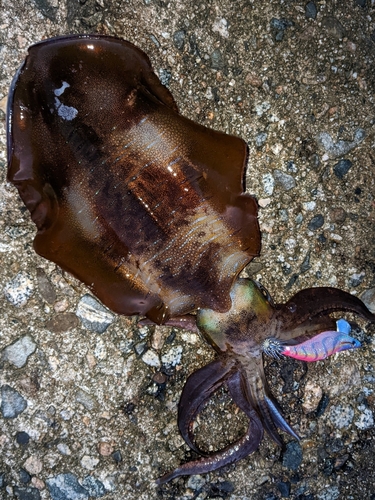 アオリイカの釣果