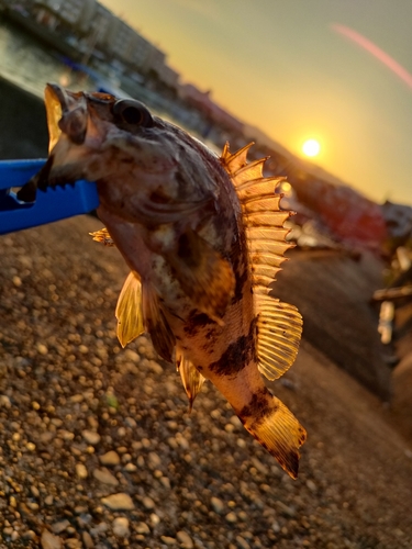 タケノコメバルの釣果