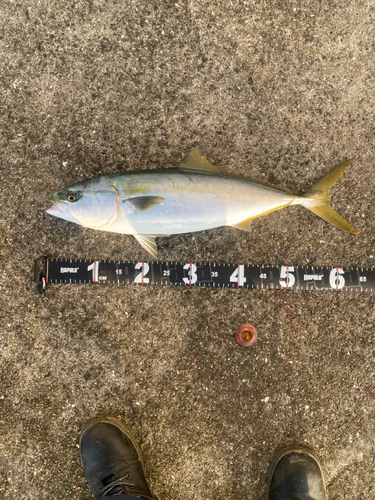 メジロの釣果