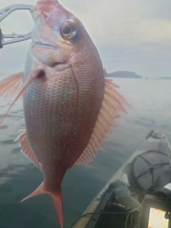 タイの釣果