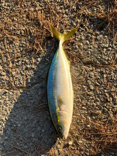 ハマチの釣果