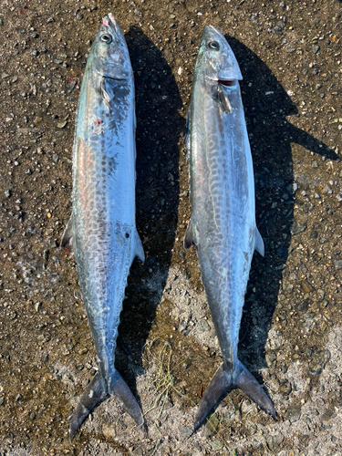 サゴシの釣果