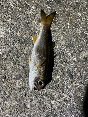 ムツの釣果