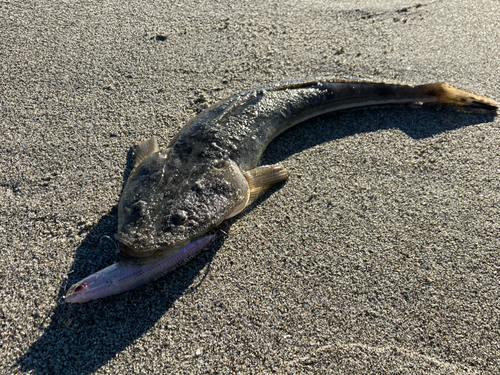 マゴチの釣果