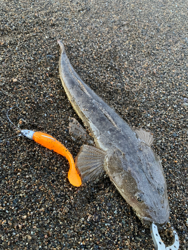 マゴチの釣果