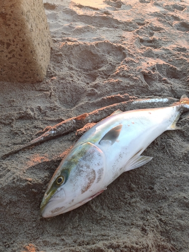 ワラサの釣果