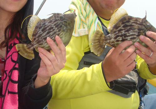 カワハギの釣果