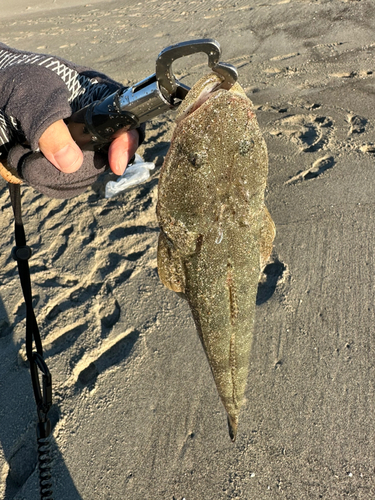 マゴチの釣果