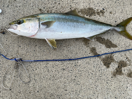 ハマチの釣果