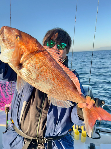 マダイの釣果