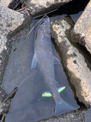 ニゴイの釣果