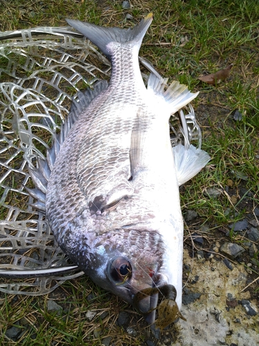 キビレの釣果