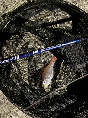 ネンブツダイの釣果