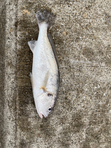 シログチの釣果