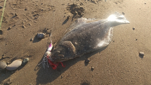 ヒラメの釣果