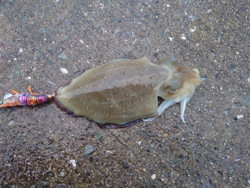 モンゴウイカの釣果