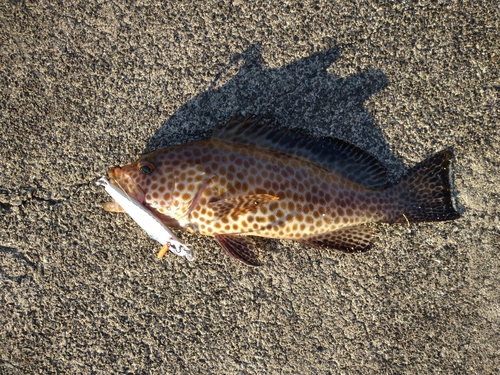 オオモンハタの釣果