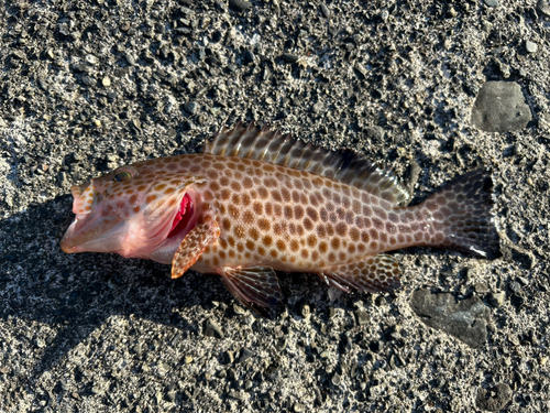 オオモンハタの釣果