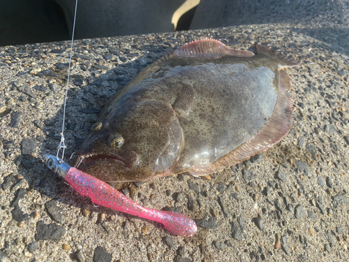 ヒラメの釣果