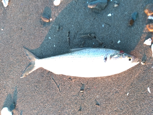 コノシロの釣果