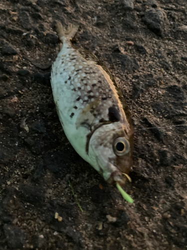 アイゴの釣果