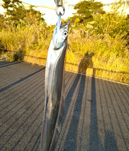 タチウオの釣果